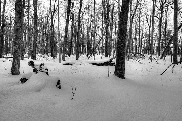 Winter Woods Black and White